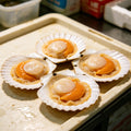 Fresh-Frozen Scallops in Shell Seafood